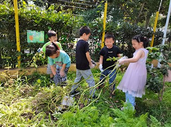 收获土豆